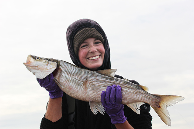 Does Catch and Release Hurt The Fish? - More Trout