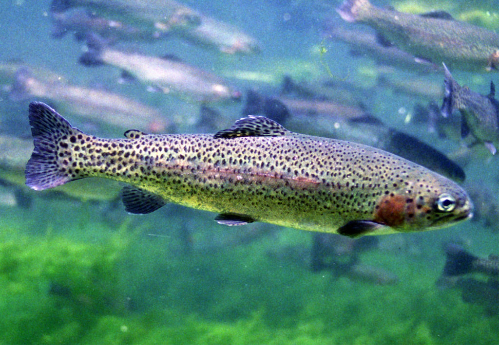 păstrăv curcubeu Steelhead