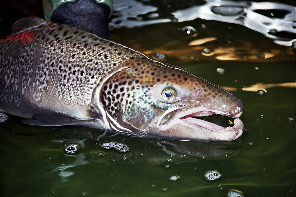 Steelhead Vs Rainbow Trout What S The Difference More Trout