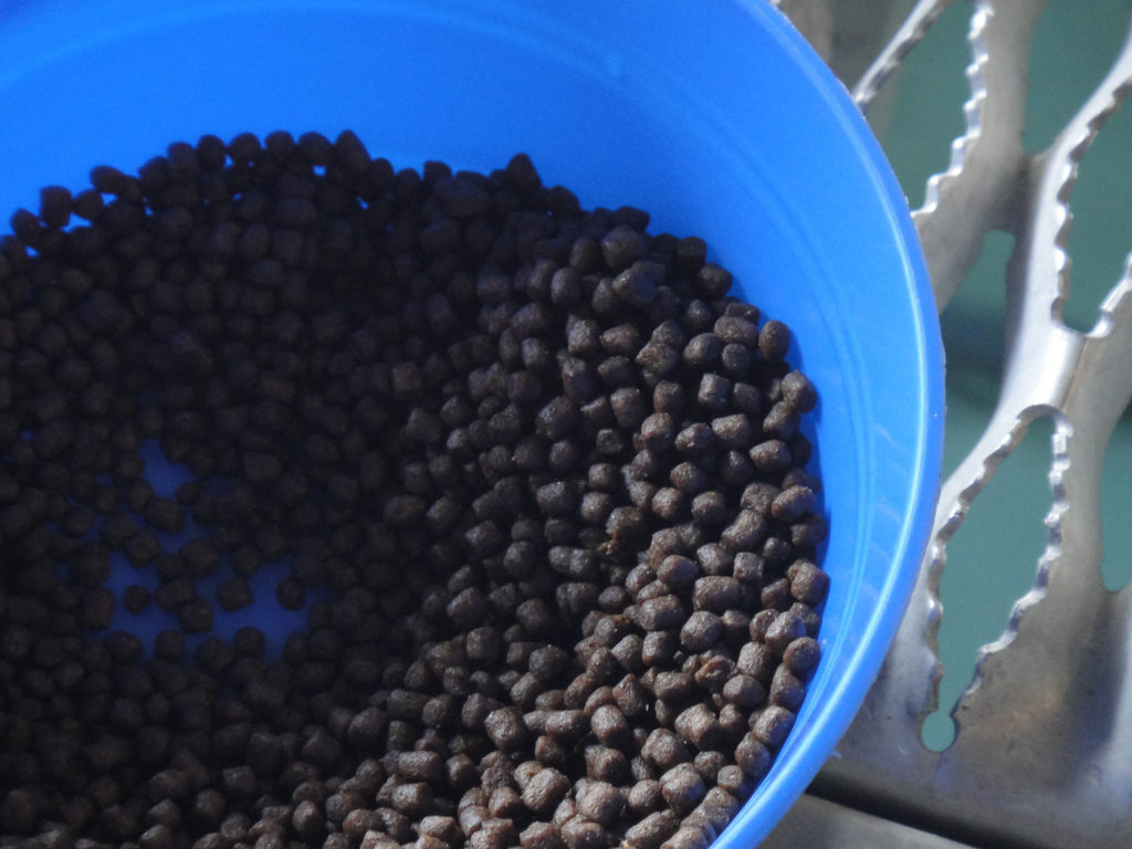 Sam Livingston Fish Hatchery stocked rainbow trout feed