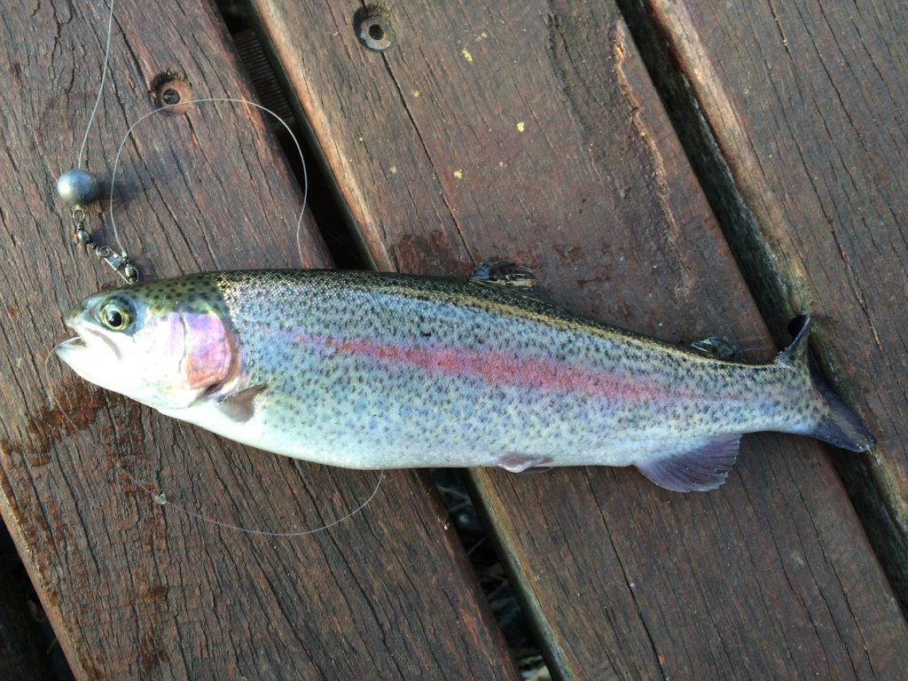 Easy Trout Rig for Beginners - Stocked Rainbow Trout Fishing Tips