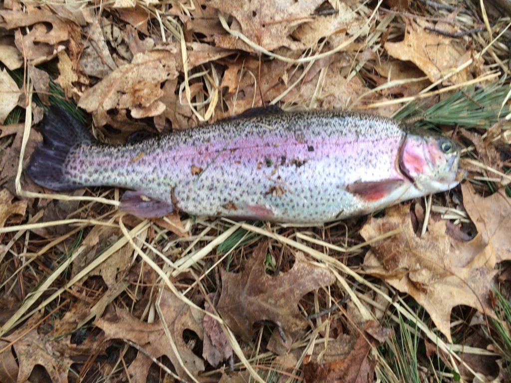 First rainbow trout